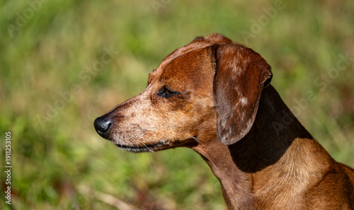Duke The Dachshund 