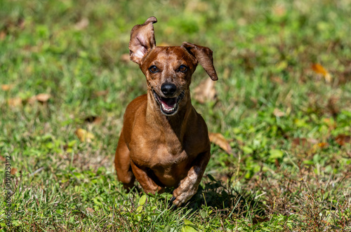 Duke The Dachshund 