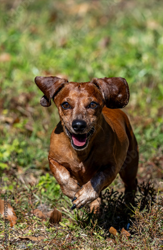Duke