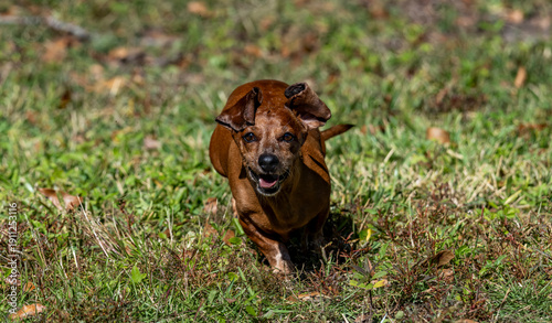 Duke The Dachshund 