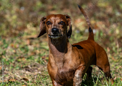 Duke The Dachshund 