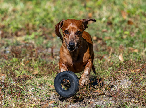 Duke The Dachshund 