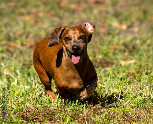 Duke The Dachshund 