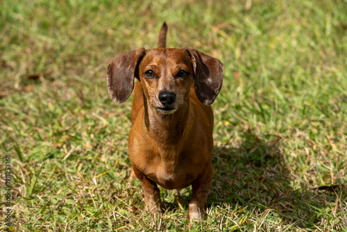 Duke The Dachshund 
