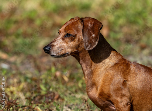 Duke The Dachshund 