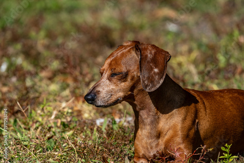 Duke The Dachshund 
