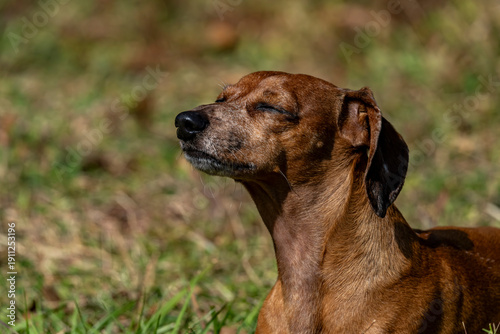 Duke The Dachshund 