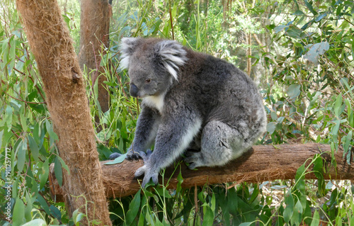 Photography A koala pauses on a eucalypt gum tree limb before moving to another tree P1210371