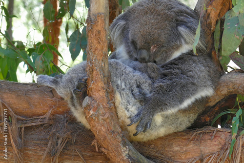 Photography A koala enjoys an afternoon snooze on an eucalypt limb P1210364