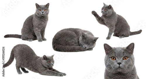 British Shorthair Blue Cat Character Set in Different Poses Isolated