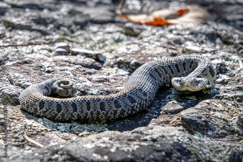 Obraz premium eastern hognose snake Heterodon platirhinos in the rocks close-up flathead