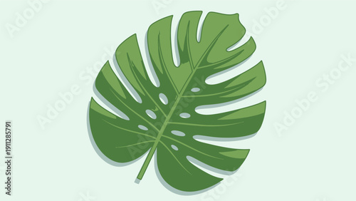 Monstera Deliciosa Leaf Isolated on White Background.