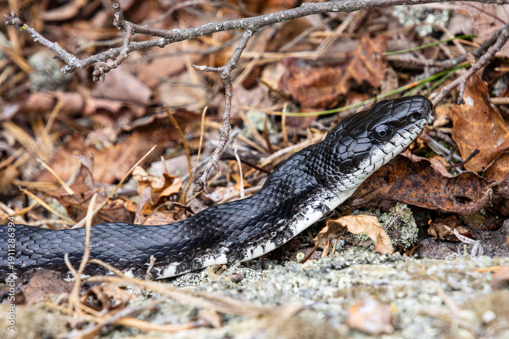 Fototapeta premium black rat snake head close-up in the wilting grass