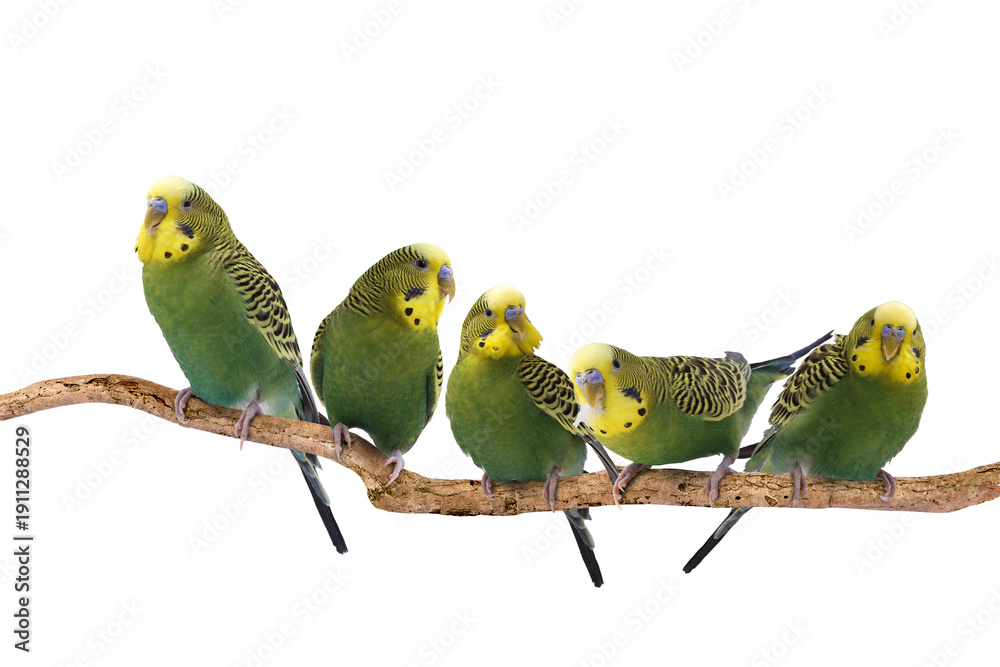 Fototapeta premium Budgerigar parrots sitting on branch against white background. Feathered pet