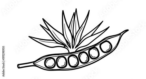 Simple black and white drawing of a pea pod with leaves.