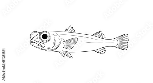 Detailed illustration of a deep sea fish with large eyes and fins.