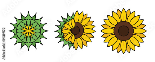 sunflower in three stages of blooming, bud, partially open, and fully bloomed flower