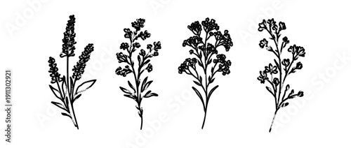 Japanese Sumi-e style vector collection of wild meadow flowers. Traditional Zen ink wash illustration with expressive dry brush strokes. Minimalist oriental floral sketch for aesthetic design.