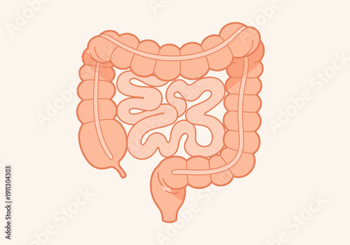 Illustration of the Human Digestive System Intestines and Colon.