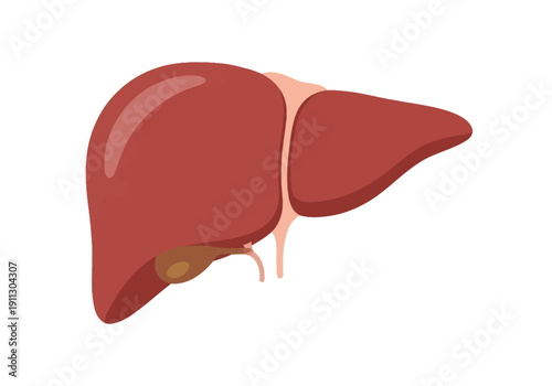 Human Liver Anatomy Organ Medical Illustration.