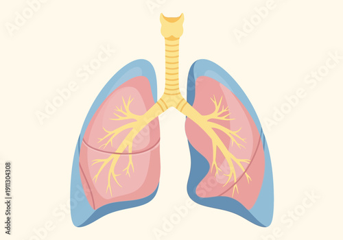 Human Lungs Anatomy Illustration Medical Science.