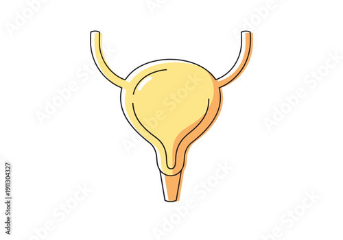 Human Bladder Anatomy Medical Illustration.