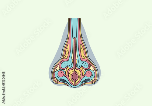 Detailed illustration of the human nasal cavity anatomy and structure.