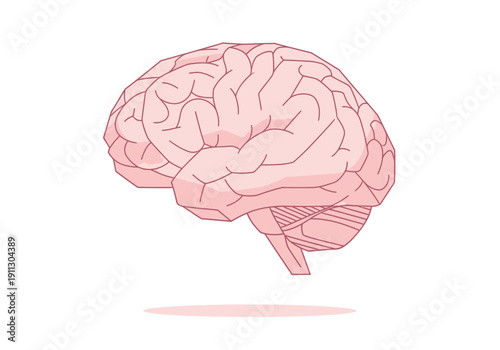 Illustration of a human brain with detailed lobes and cerebellum.