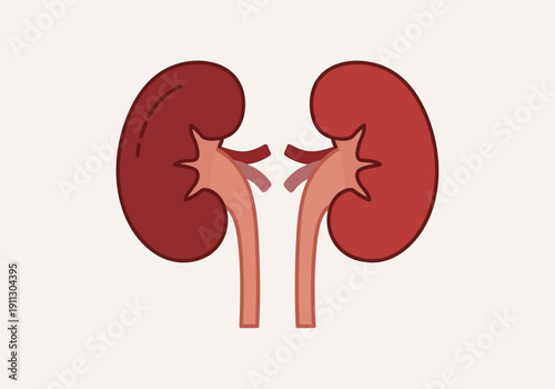Illustration of Human Kidneys Anatomy Medical Health Care.