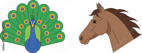 Colorful animal illustration set, peacock with spread feathers and horse head portrait, wildlife vector art isolated on white background