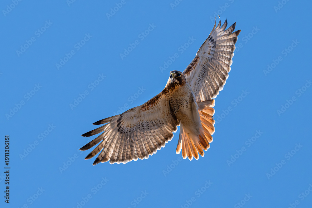 Fototapeta premium Closeup of a red-tailed hawk in flight.