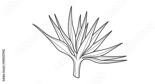 A simple black and white drawing of a plant with long leaves.