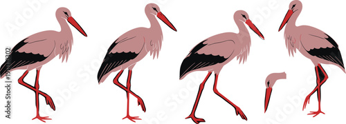 Stork bird illustration set, white storks standing walking poses, wildlife nature animals, long leg bird, colorful flat vector collection