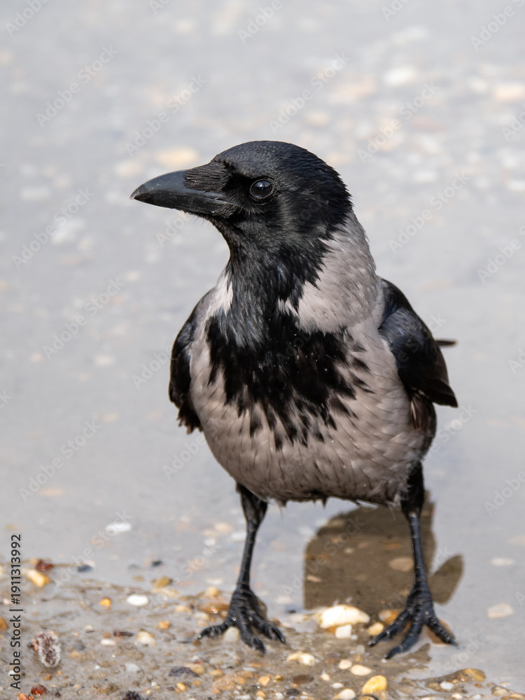 Obraz premium Hooded crow standing in shallow water, head tilted left, full body portrait