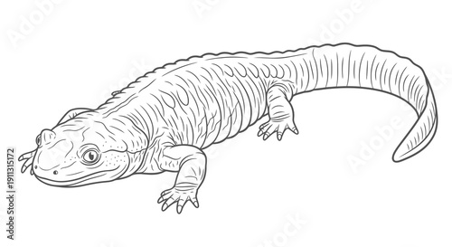 A simple line drawing of an amphibious creature with a long tail and four limbs.