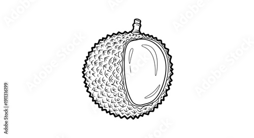 Detailed black and white illustration of a durian fruit cut open to reveal its interior.