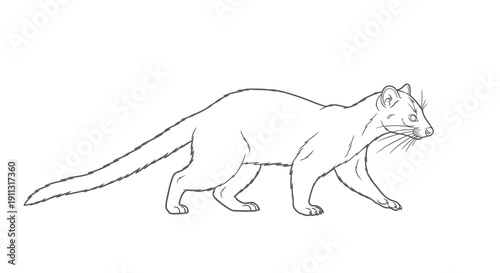 Simple line drawing of a quadruped mammal with a long tail and whiskers