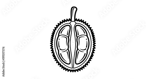 A simple black and white illustration of a seed pod with a spiky outer layer.