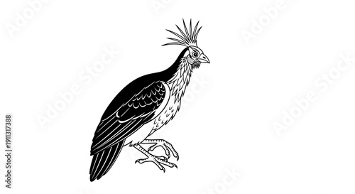 A regal black and white bird with a crown of feathers stands proudly.