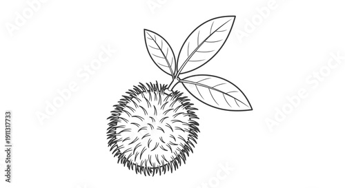 A simple line drawing of a spiky fruit with leaves.