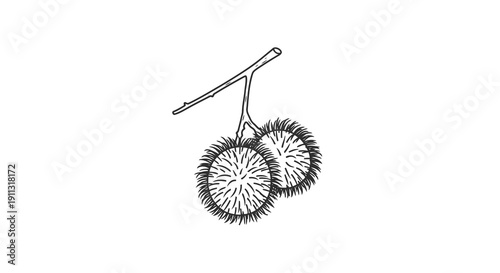 A simple black and white drawing of two spiky fruits hanging from a branch.