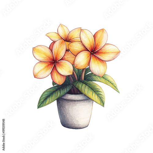 plumeria on pot drawn vector illustration