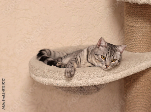 Gray tabby cat resting on a soft cat tree platform indoors. Cozy home pet scene suitable for pet care content, animal blogs, home lifestyle articles, veterinary websites or social media visuals.
