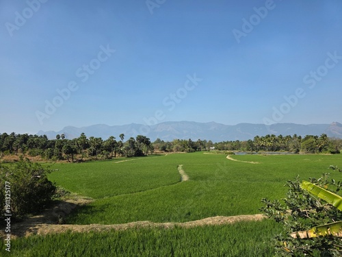 View of the Green paddy fields in Palakkad, Kerala, India. 