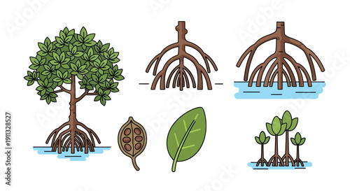Illustrated Mangrove Tree and Its Parts Botanical Study.