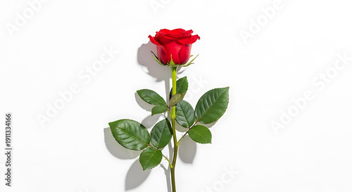 Single beautiful red rose with long green stem and leaves isolated on a clean white background for Valentine's Day or romantic gift