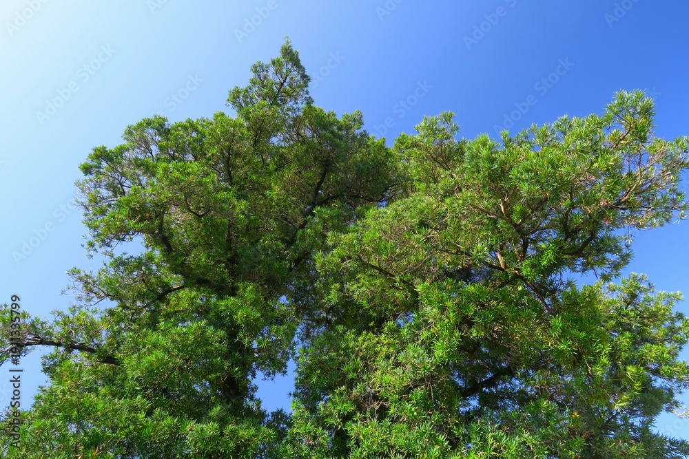 custom made wallpaper toronto digital秋のマキの木と青空