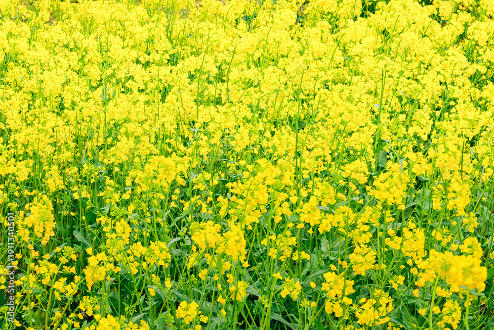 Fototapeta premium 見頃を迎えた菜の花畑