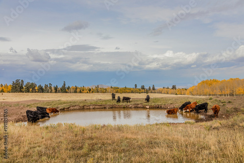 Cattle Drinking from Pond in Autumn Meadow with Aspen Trees