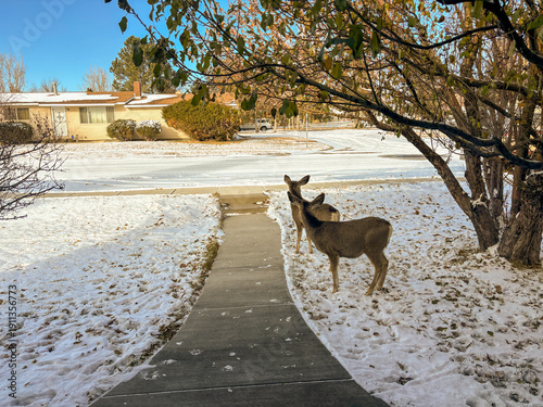 Deer in a yard